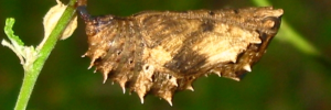 Pupae
